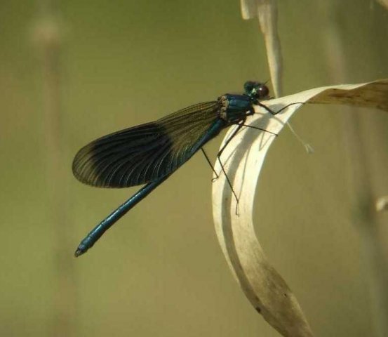 weidebeekjuffernatuurlijkbrabant25042007 2